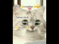 Ah le ⭐kAnTiNe⭐ #drôle #chat