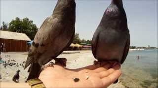 Феодосия - кормление голубей на центральной набережной.Май 2013 г.