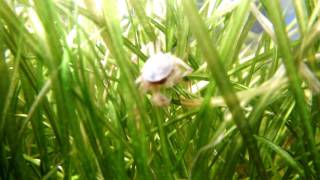 DSCF4210.MOV
