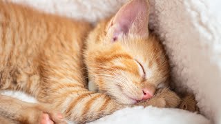 120 Hours of Deep Relaxing Music for CatsSleep Music with Cat Purring Sounds, Cat Sleep Music