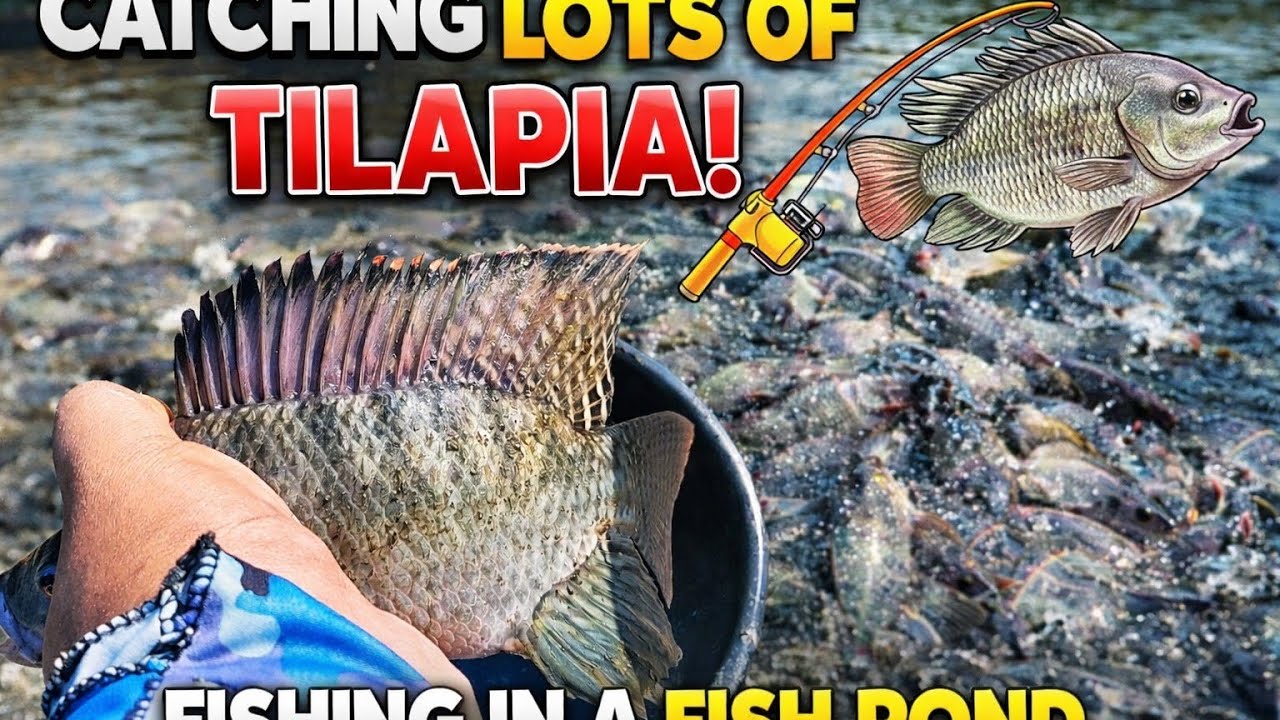 GRABE! Ang Daming Tilapia sa Fish Pond na Ito! 😱🐟