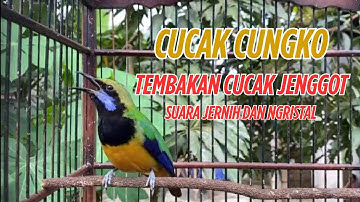 MASTERAN PALING DITAKUTI‼️ CUCAK CUNGKOK FULL GACOR SUARA HOROR