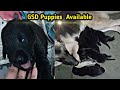 German shepherd puppies  nature and pet lovers  vlogs  puppy for sale  gsd puppies  puppies