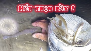 Đăng Trúng bầy cá bống đục , bắt mỏi cả tay ! | Như Phạm cuộc sống cần giờ |