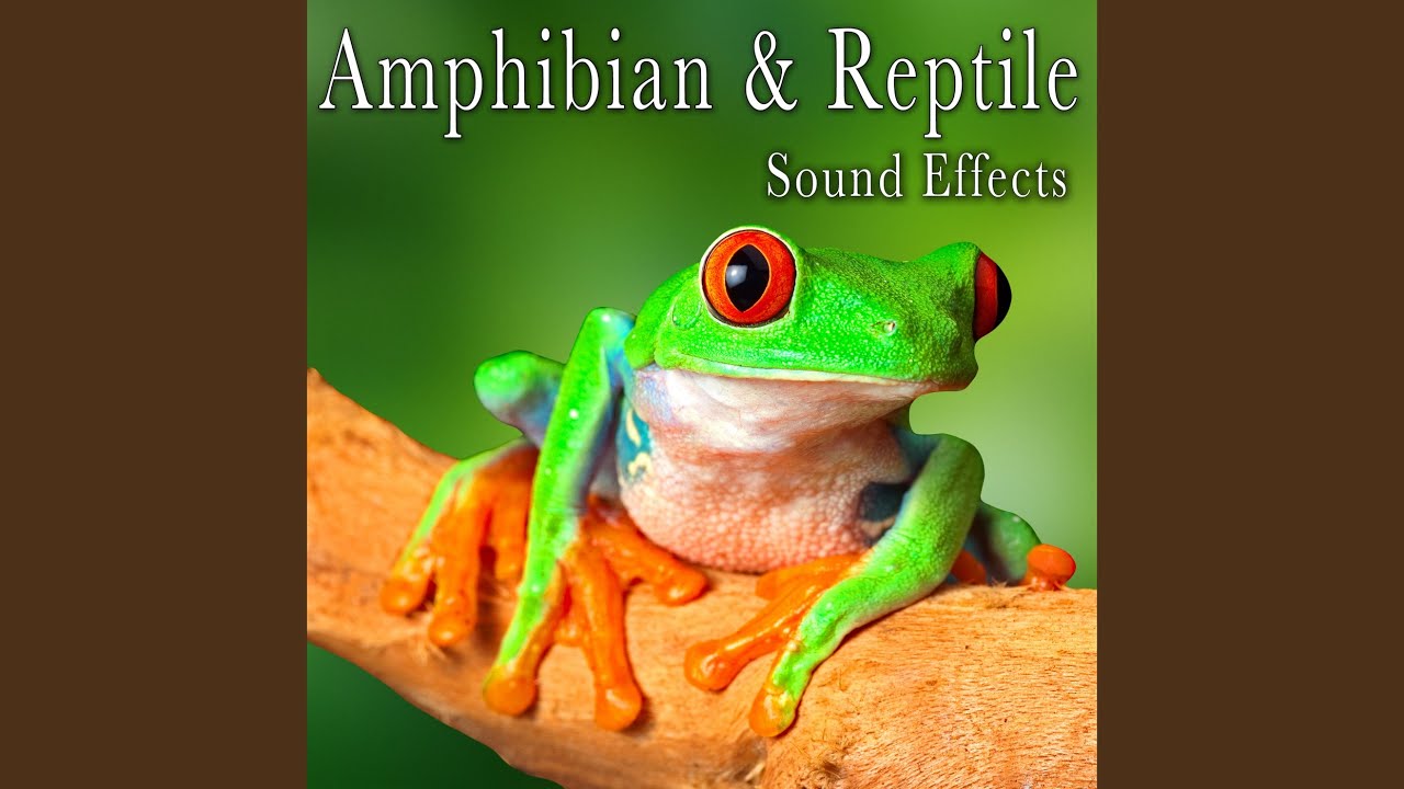 A Series of Short, Honk-Like Tree Frog Croaks While Other Frogs and Insects Droning on in the... A Series of Short, Honk-Like Tree Frog Croaks While Other Frogs and Insects Droning on in the...