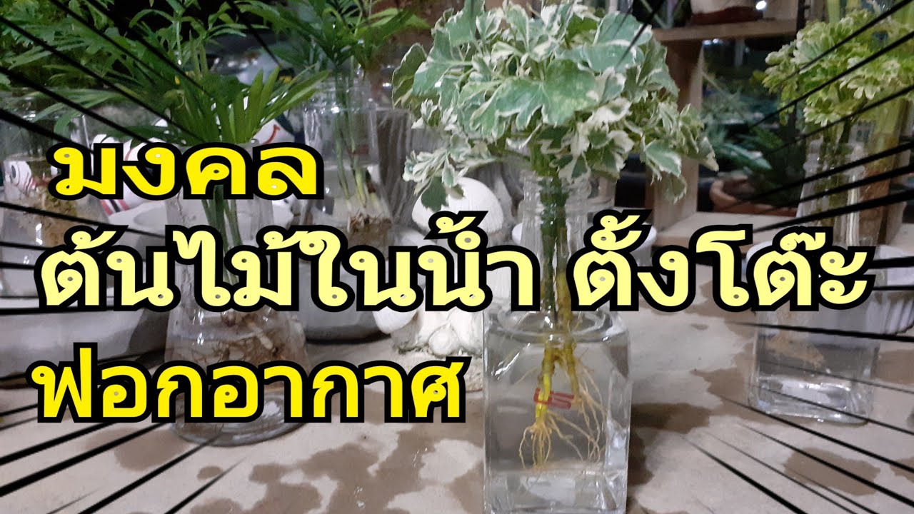 ต้นไม้ในน้ำ ตั้งโต๊ะ ประดับตกแต่ง ฟอกอากาศดูดสารพิษTree in water/นานาพันธุ์ไม้ by นิตยา