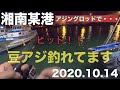 湘南某港　アジングで豆アジを釣る