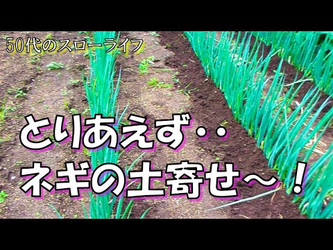 【家庭菜園】とりあえず・・ネギの土寄せ～！50代のスローライフ、猫と自由人