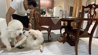 【ルンルンの裏庭】息子（格下）の夜食に付き合ってやったルンルンとアラン