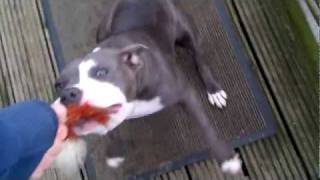 Staffordshire Bull Terrier Blue Maggie Mayhem
