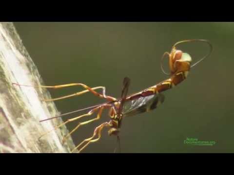 Giant Ichneumon Wasp (Megaryhssa macrurus) Ovipositing