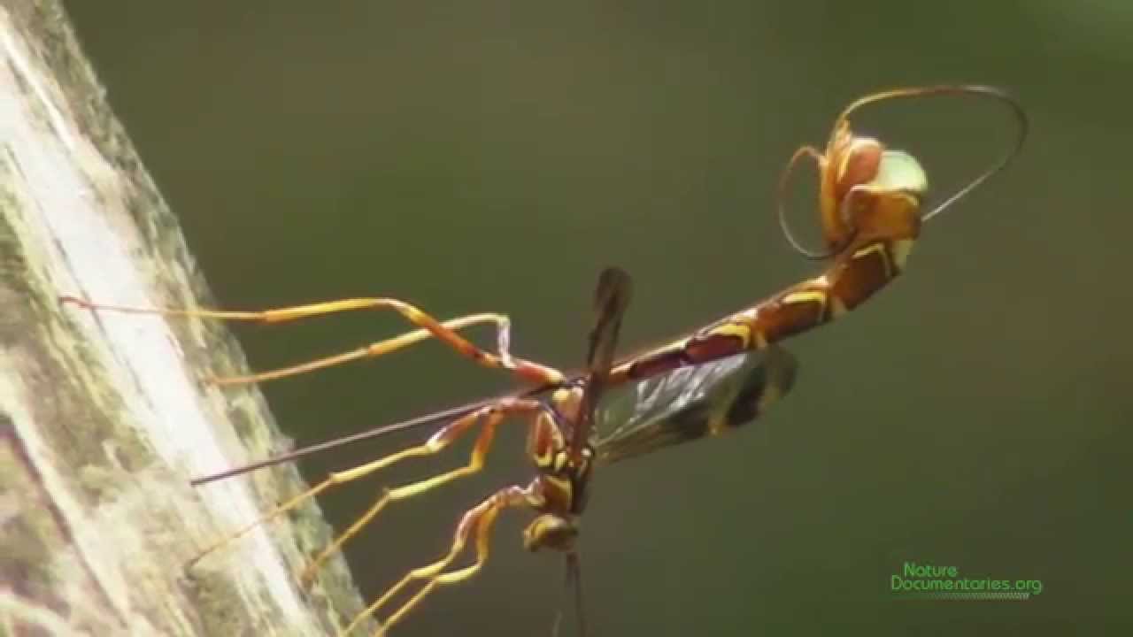 Giant Ichneumon Wasp (Megaryhssa macrurus) Ovipositing