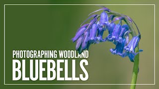 Photographing Woodland Bluebells  |  Telephoto  |  Macro  |  Wide Angle