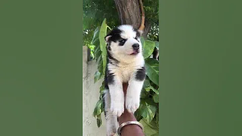 Huskys one of the most difficult dog Lover