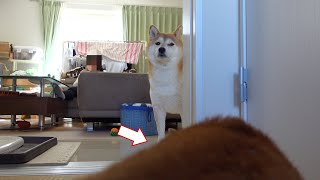 A Shiba Inu who is pressured by his family's Shiba Inu using dog language...the ending is cute.