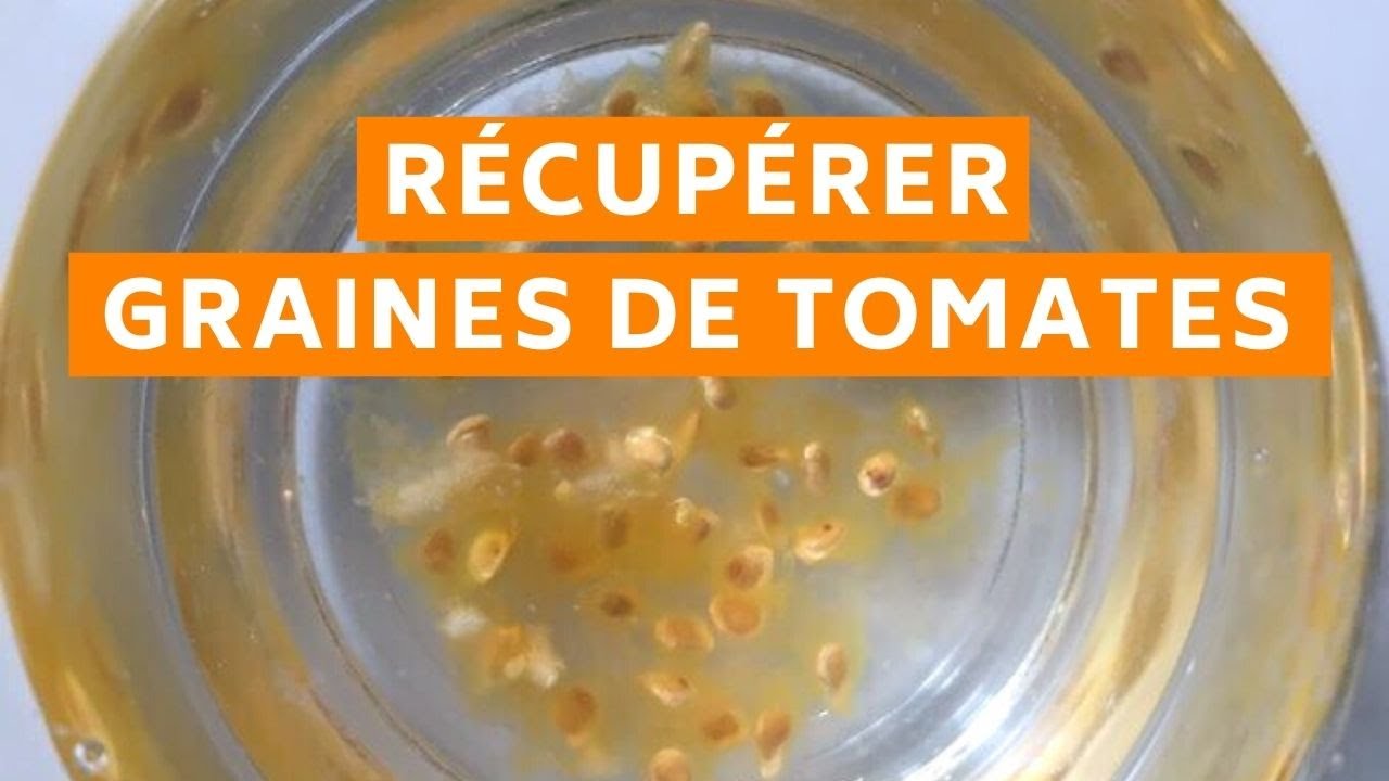 Comment récolter ses graines de tomates [TUTO] ? 