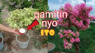 Lagyan ninyo nito para lumago at dumami ang sanga ng ating mga bougainvillea.madali lang hintayin.