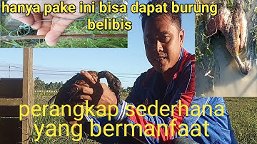Bebek terbang, burung belibis