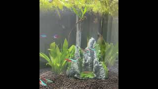 don’t scroll… just relax for a few seconds 🐠🌿 #aquarium #relaxing