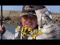 クロダイぶり上げ!      しげちゃんで〜す!