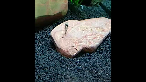 #fish#fisch#Fisch#Fische#рыба#рыбалка#Аквариум#аквариумные рыбки#рыбак#рыбалка#poisson#pez