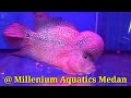 UPDATE FISHSTOCK COLLECTIONS @ MILLENIUM AQUATICS MEDAN