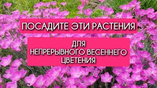 Посадите ЭТИ РАСТЕНИЯ для НЕПРЕРЫВНОГО весеннего ЦВЕТЕНИЯ,🌸🌸 🌸