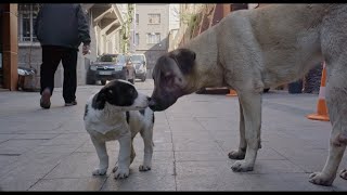 『ストレイ 犬が見た世界』予告