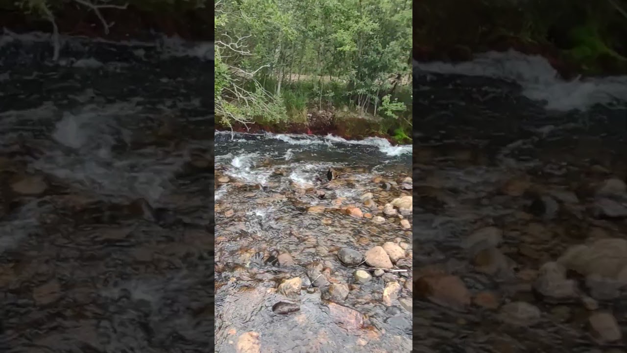 Red Roots Under The Creek Bank