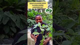 Mnafusungwe Himarisha Kingamachoamiba