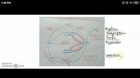 Microbial Transformation of Nitrogen