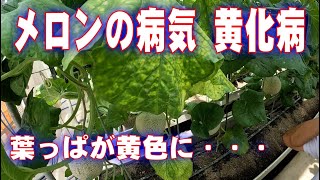 メロンの病気「黄化病」が発生　メロンの育て方　grow melons