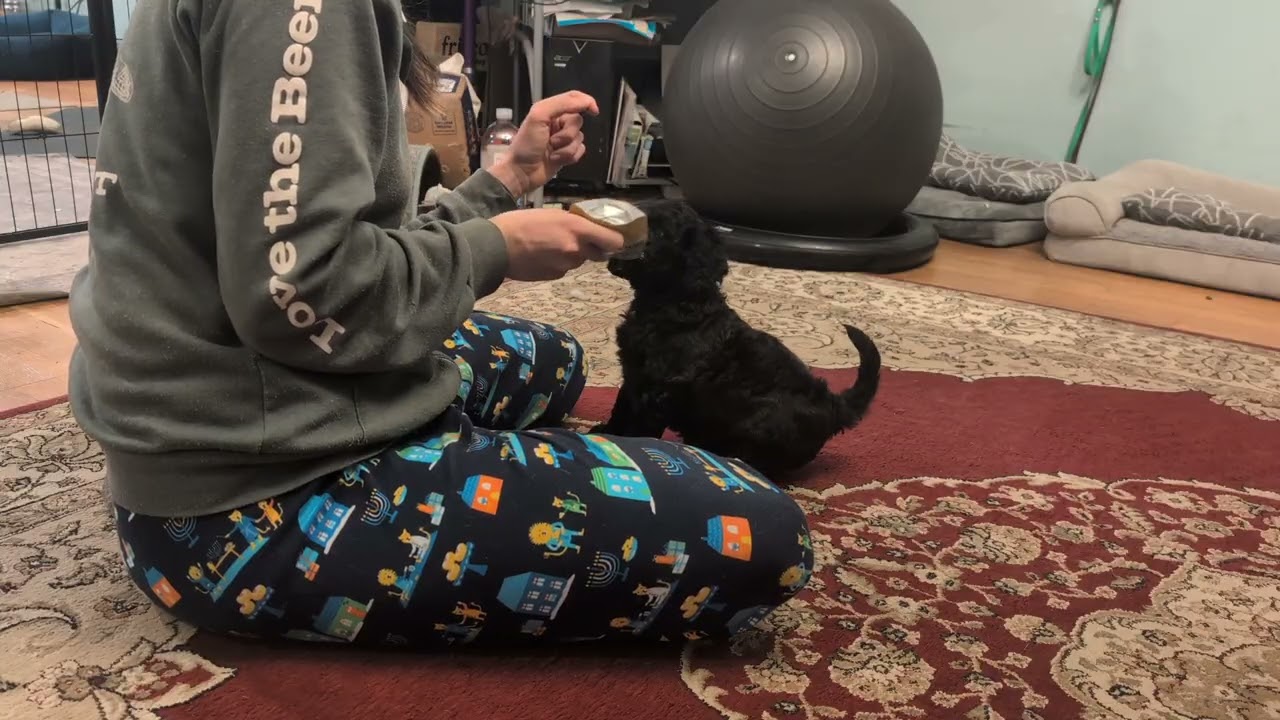 Starting Markers and sitting with puppies