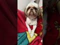 #shihtzu #cachorro #casa #home #dog #doglover #doguinho #brasil