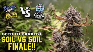 SOIL VS SOIL Seed to Harvest | THE FINALE!! Mid & Late Flower, Harvest Day and Smoke Reports
