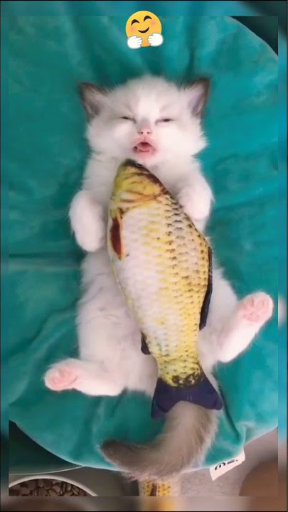 Bobo sama ikan 😍 | Viral Kucing Lucu Bikin Ketawa Ngakak #shorts #viral #kucing #cat #cute