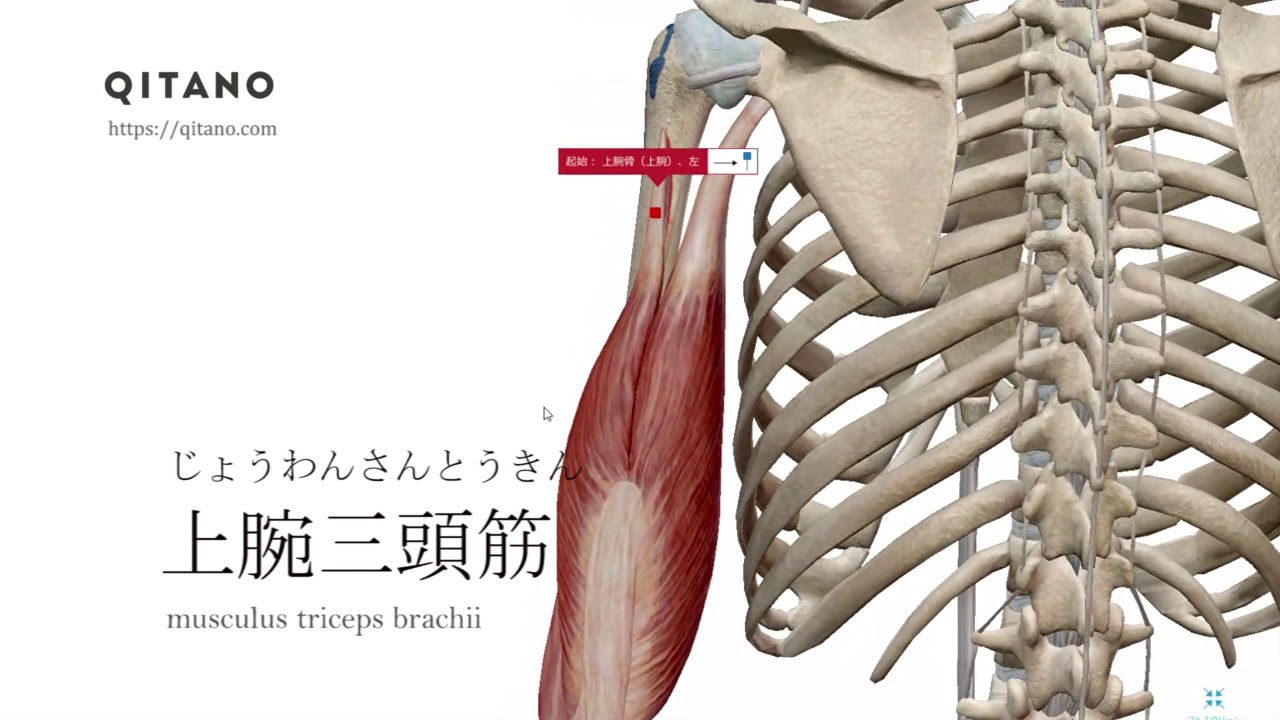 上腕三頭筋の解剖学図 Musculus Triceps Brachii 筋肉辞典 10 Youtube