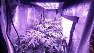 Viparspectra 300w Mars Hydro 300 flower update!! Pre Leaf Strip!