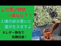 芝生に潜む黒い物体！苔や藻が芝生を襲う！キレダーで危機回避