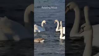 nature soft sleepingmusic relaxingmusic sleepmusic meditation piano shorts music nature