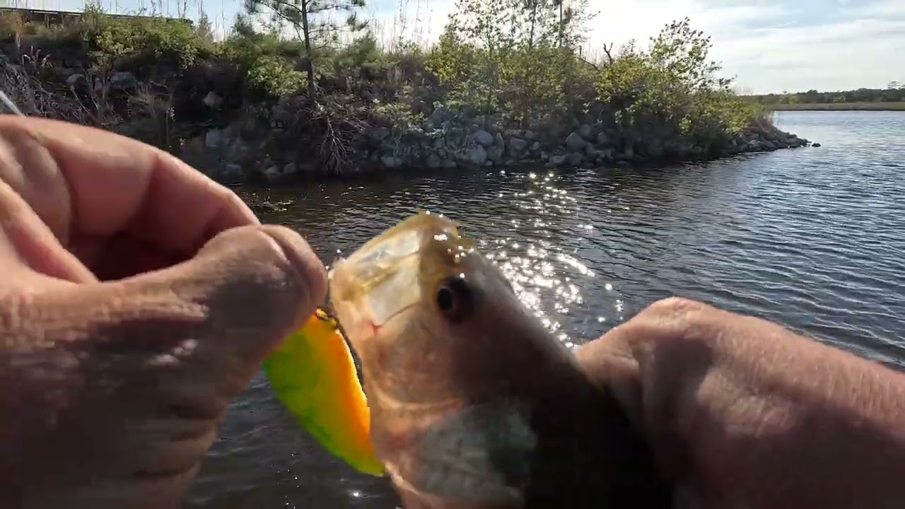 Bass Fishing Brackish Water in South Mississippi