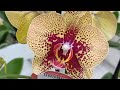 Порция красоты и хорошего настроения от орхидей в Соцветии Барнаул!