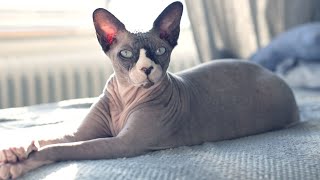 Sphynx cat breed #animals