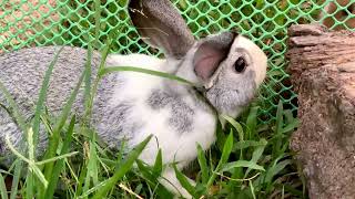 this bunny so cute.