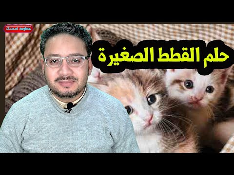 الصغيرة القطط تفسير حلم تفسير رؤية