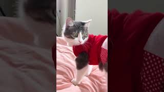 FUNNY CATS 😂 #shorts