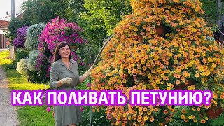 Как поливать петунию?  Совет от профессиональных цветоводов