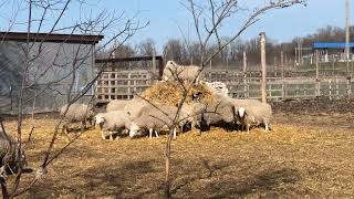 Опыт кормления овец соломой. Холм-столовая.