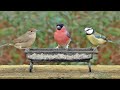 Oddly Satisfying Video of Birds in My Garden