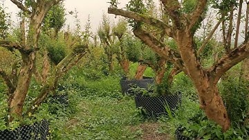 Vườn Lựu Cổ Ấn Độ Độc Lạ Lớn Nhất Việt Nam - Nhà Vườn Vũ Tiến